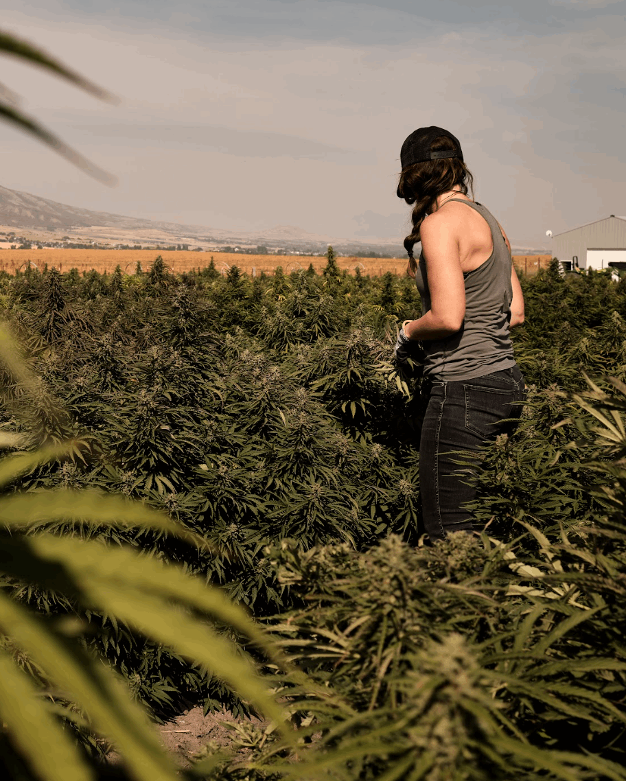 Farm Dad Hat Farmer Hemp