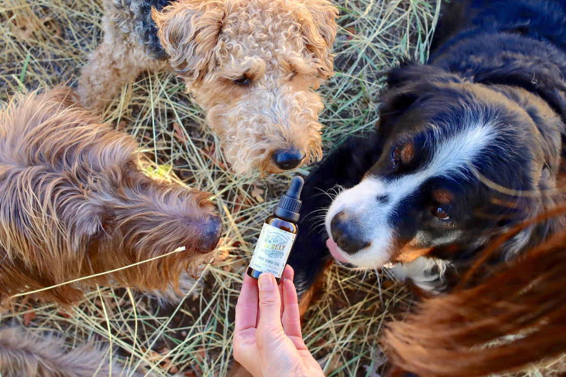 Pet CBD Oil